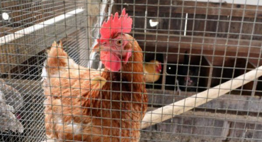 Výroba voliéry pro kuřata